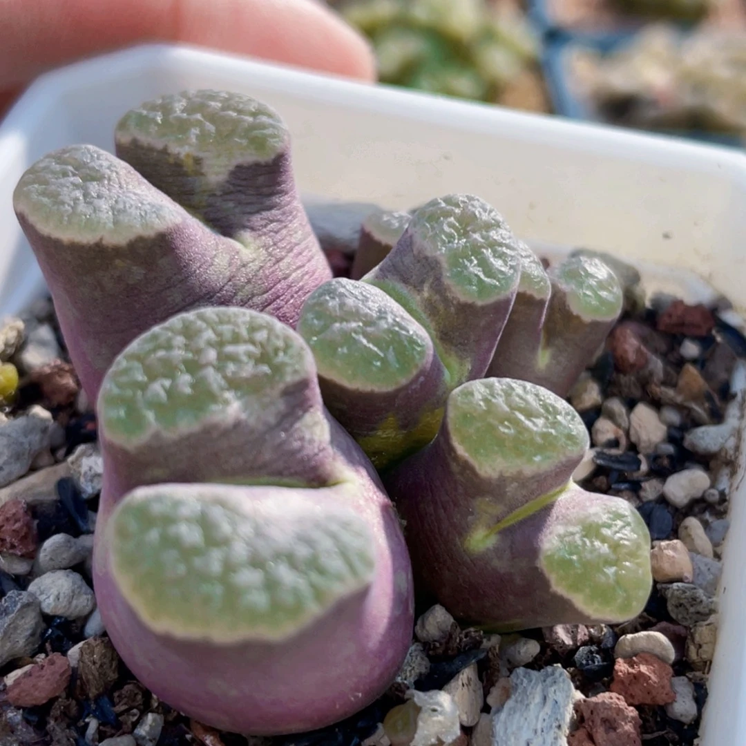 紫体磁铁植物一物一拍