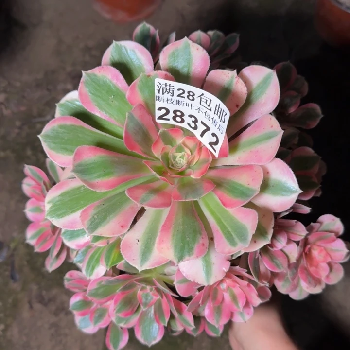 28372女郎不包断枝