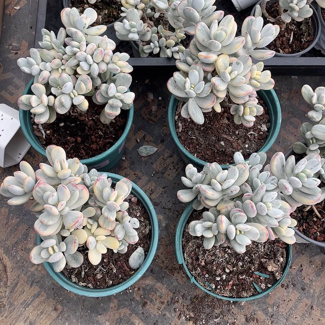 120盆乒乓福娘锦一物一拍