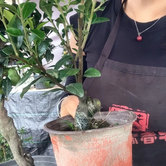 无花朵金弹子葫芦果苗