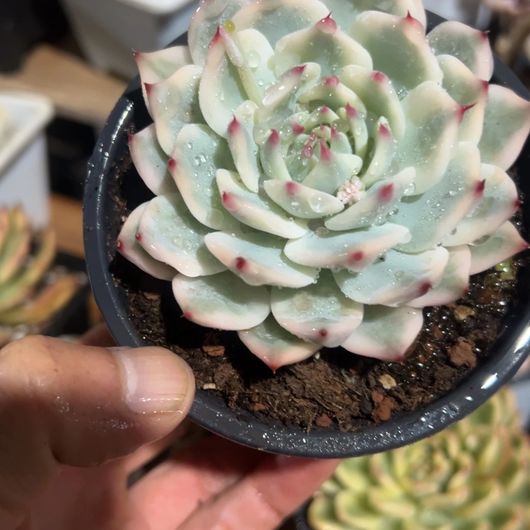 淘多肉吉娃娃复伦景一个