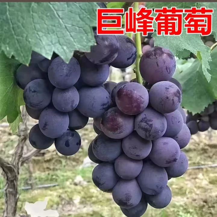 巨峰葡萄。高产，抗寒，耐热，阳台庭院，花盆，陆地，均可栽种