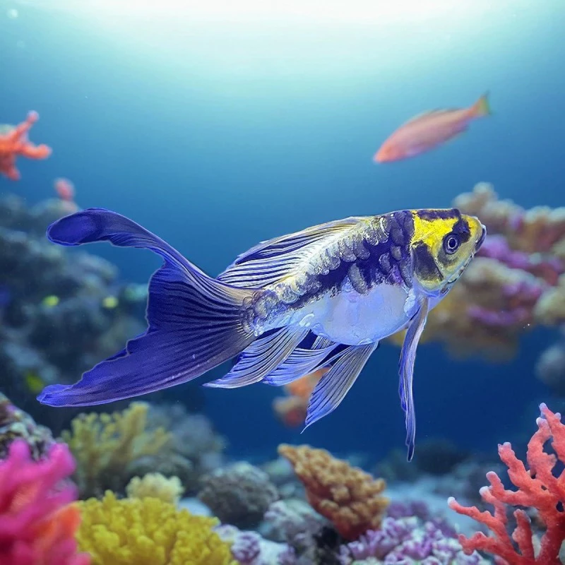 玛雅蝴蝶鲤大鳍大尾球体德系大酋长熊猫好养耐活冷水观赏鱼可混养