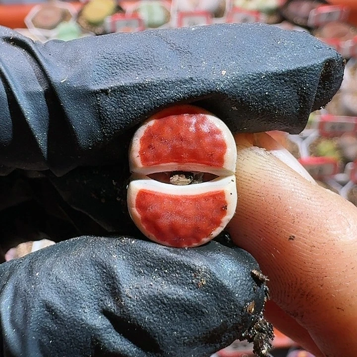 爆****?生石花1111111。     652