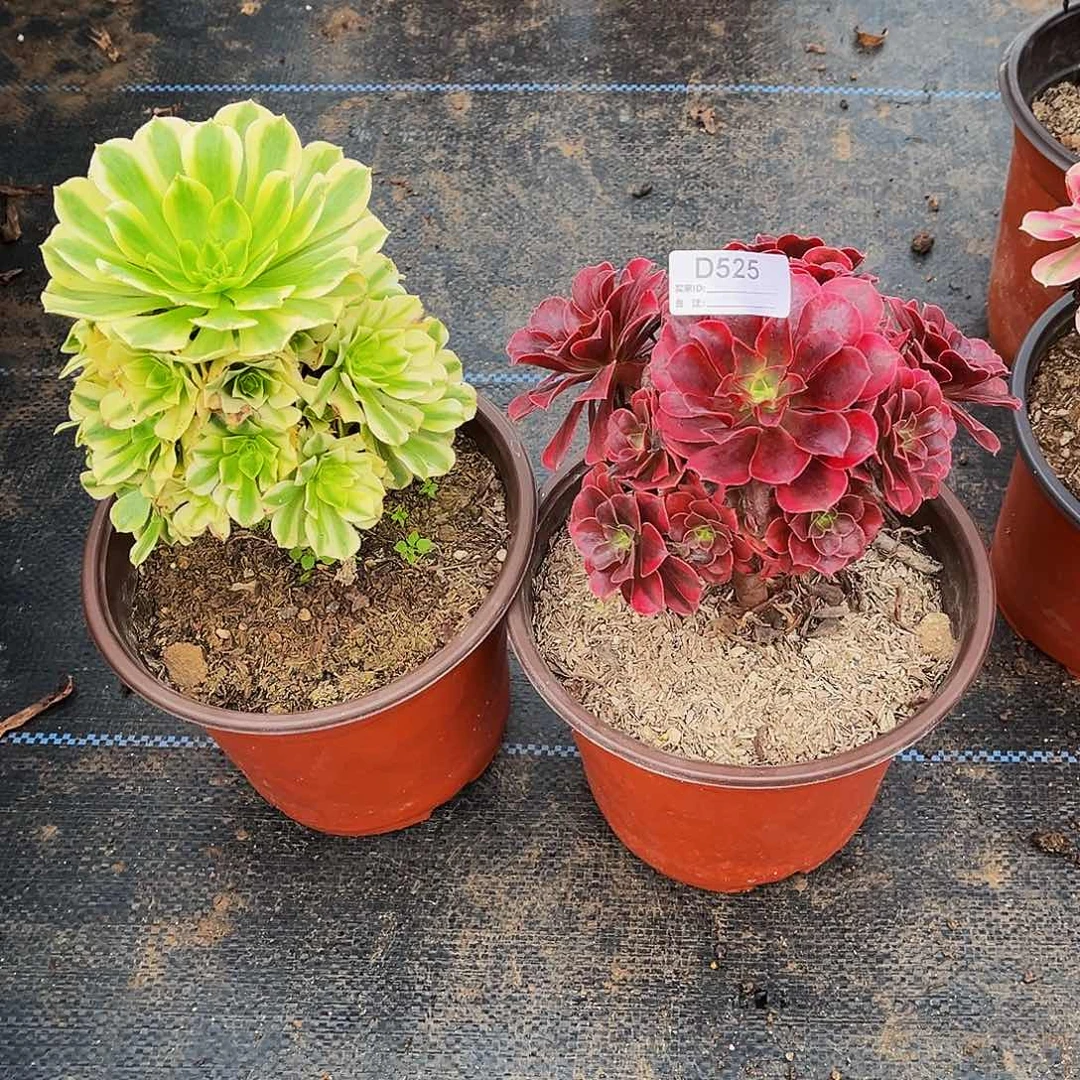 多肉植物525两小颗