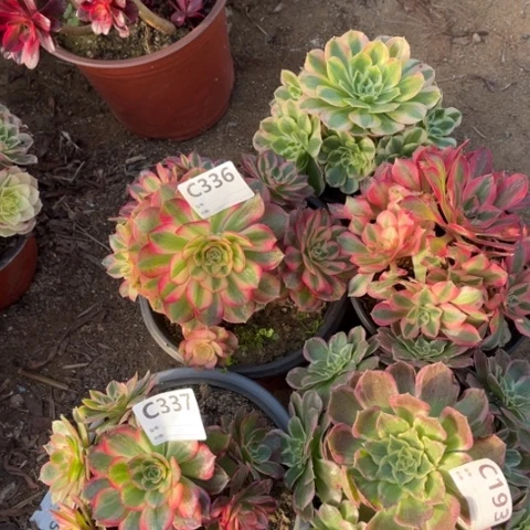 多肉植物黑魔锦倾成五个