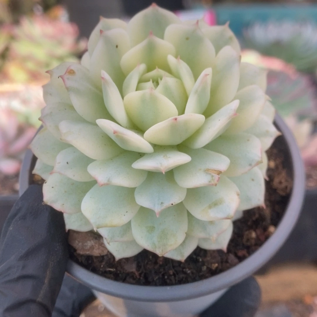 611静夜锦锦锦锦锦锦锦