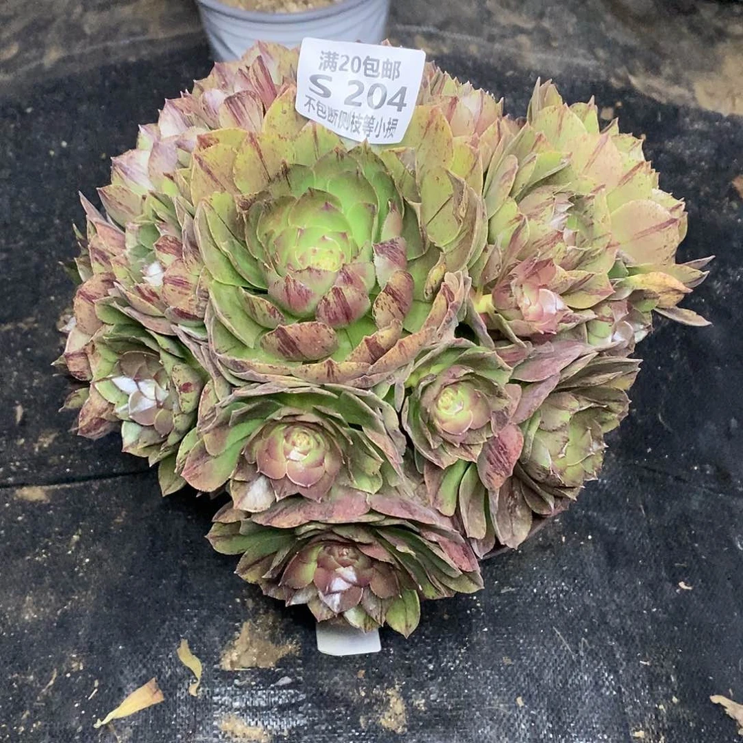 204万拉丝多肉法师锦