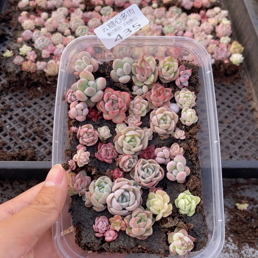 云糖心多肉植物435