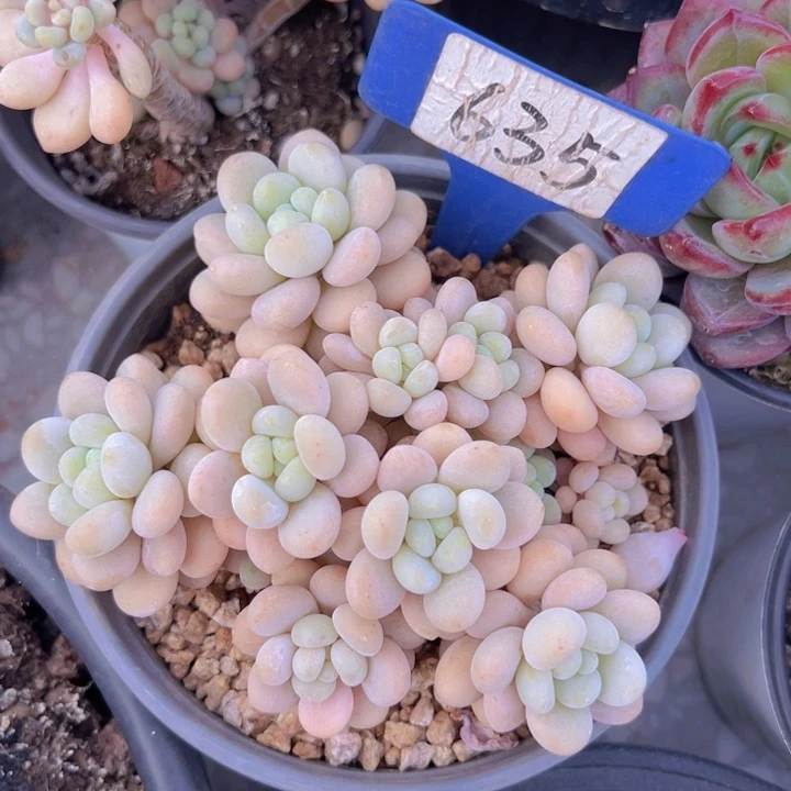 健健康康平平安安