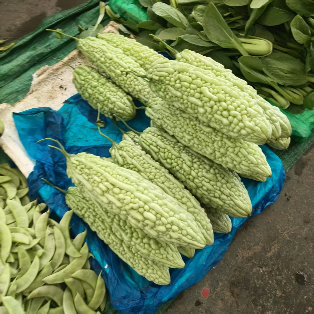 白苦瓜赣西宜春本地白苦瓜农户自种露天白苦瓜