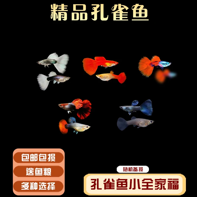 新手孔雀鱼全家福 小型热带胎生淡水活体观赏鱼（入缸不包损）