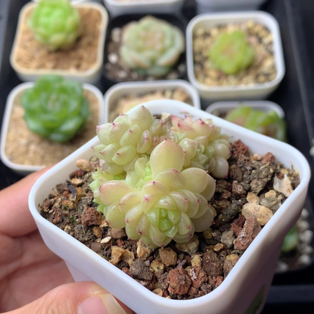 58包邮  群生不包整 92