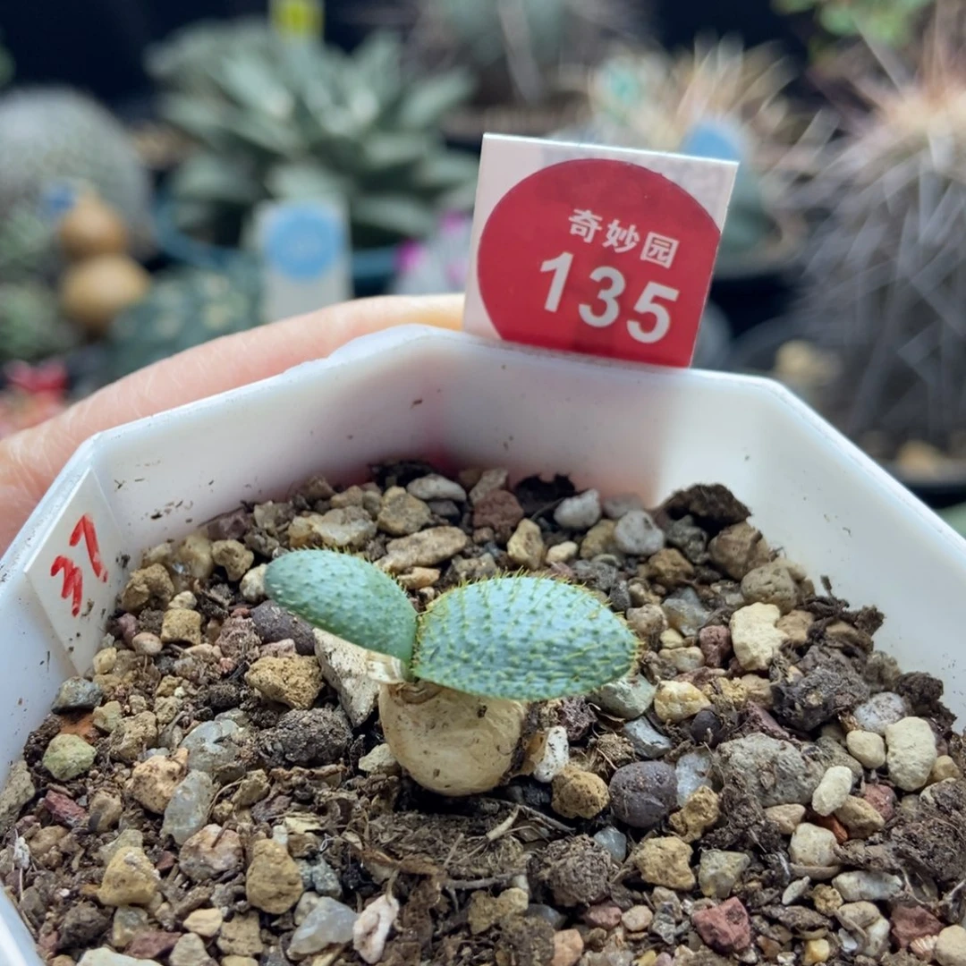 刺叶灯台百合一棵仙人球