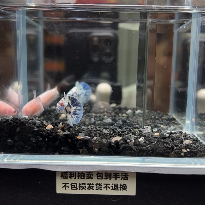 斗鱼竞拍跑单拉黑13日147+70