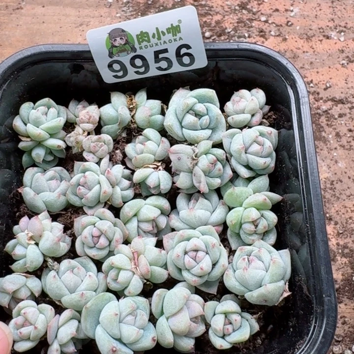 蓝****多肉植物多肉植物