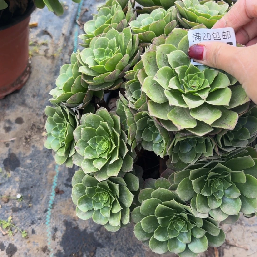 225多肉植物捧花的时候