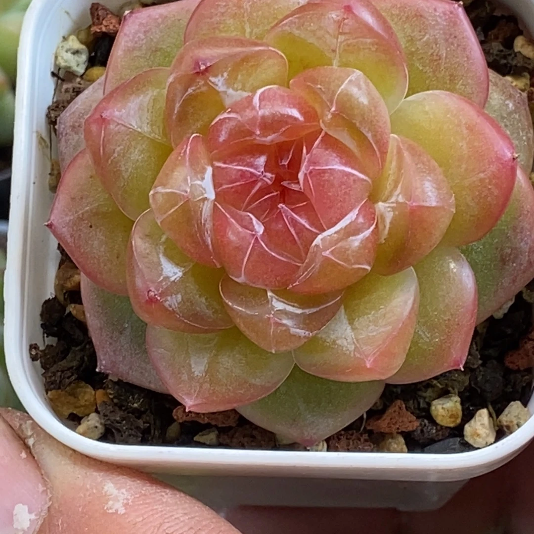 天官赐福百无禁忌