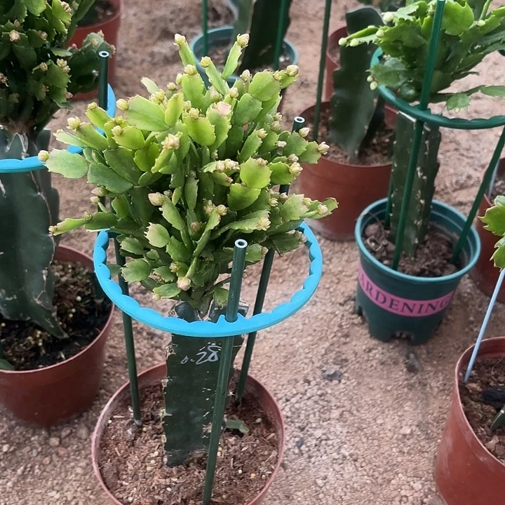 快***儿当前无花栽培后可以开花