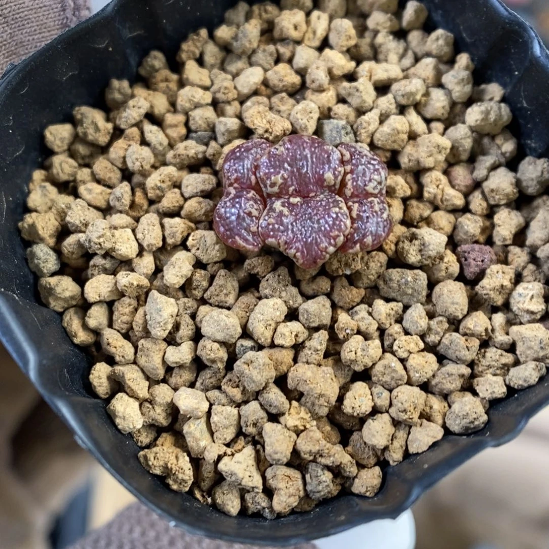 多肉植物肉锥超蝶K-3310