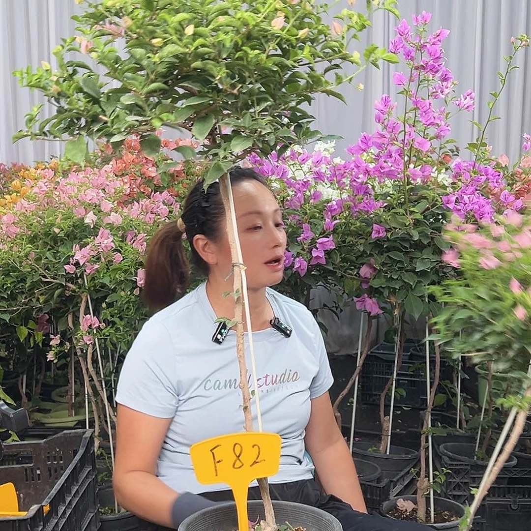 人***梦当前无花栽培后可以开花F82魔法樱花