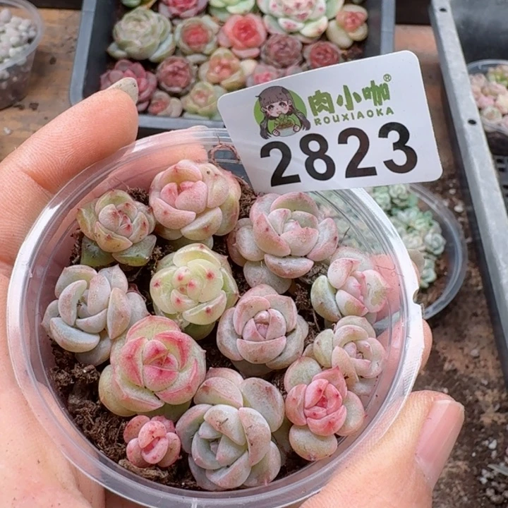 多肉植物多肉植物