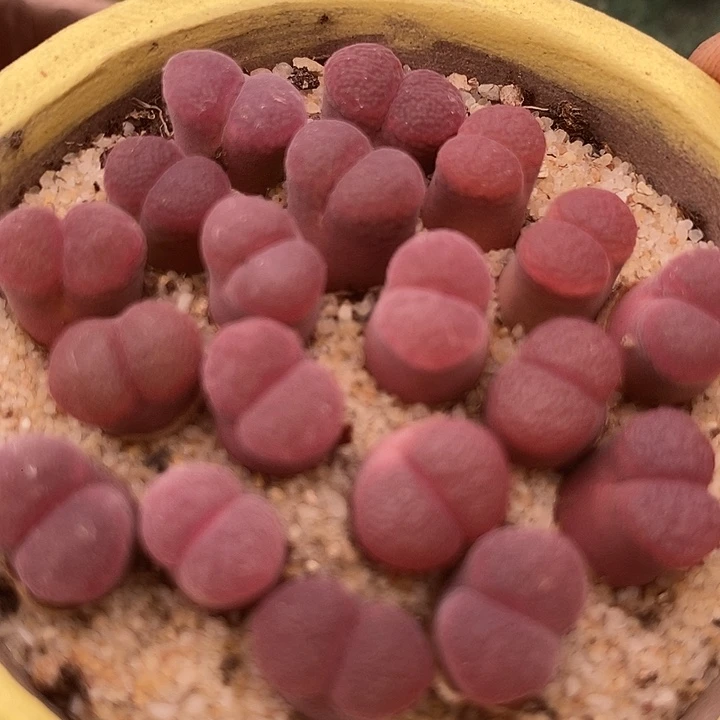 超级萝莉风铃一颗