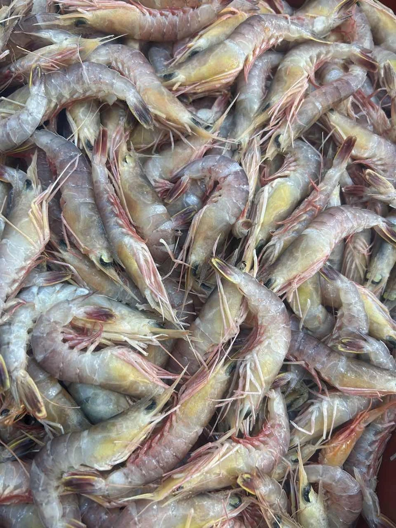 杂虾 厦门海鲜配送 顺丰 顺丰 现称