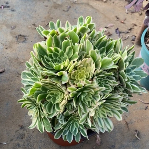 艳宁多肉植物028