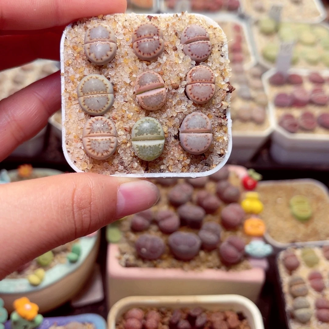 352号带盆包邮发货