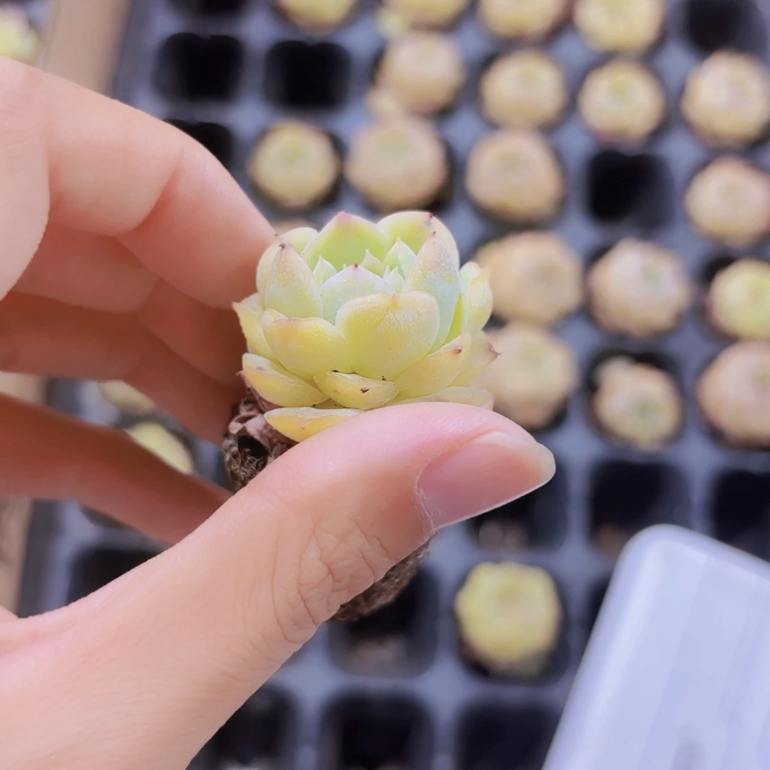 小穴苗纯爱2米2颗