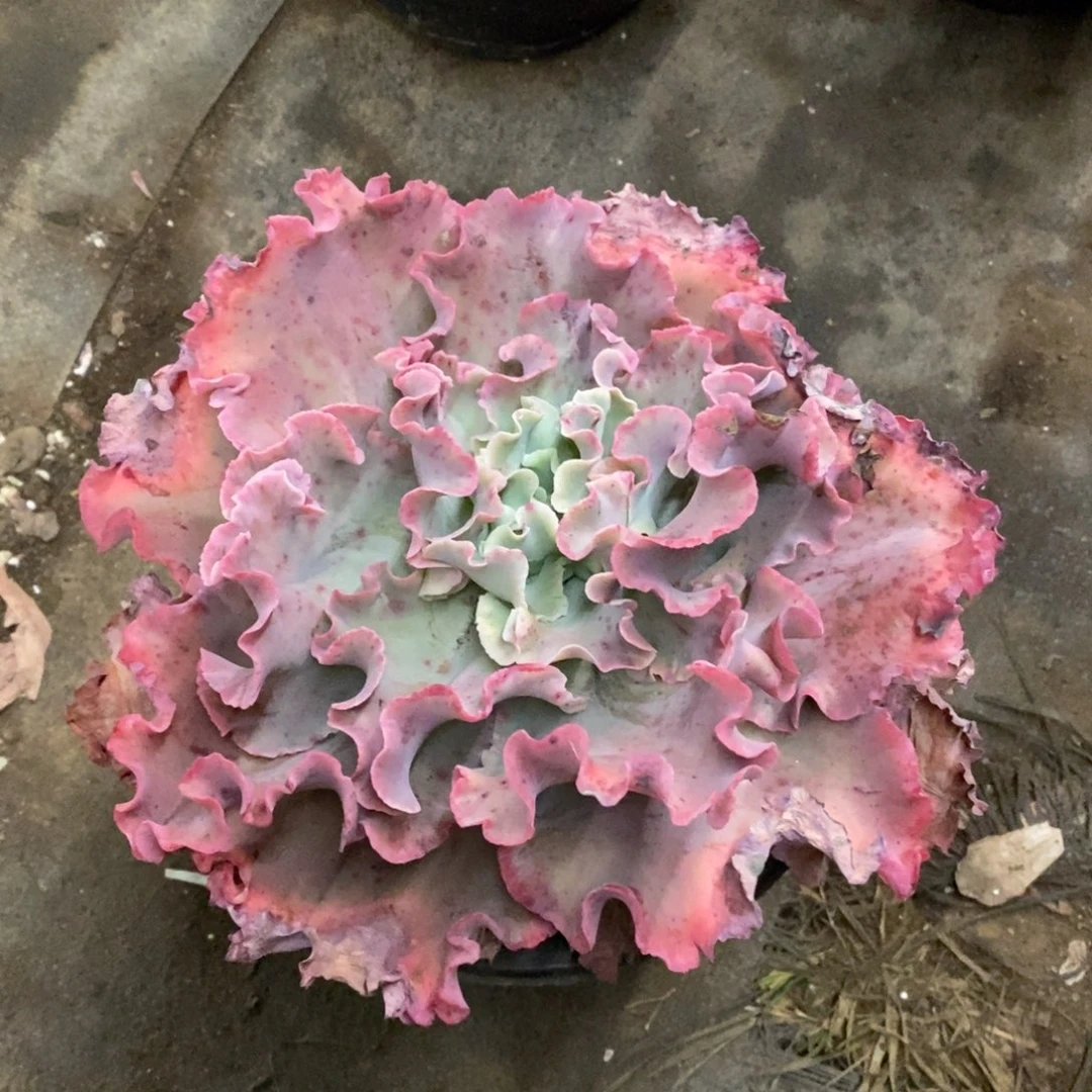 高沙之翁大单头老桩