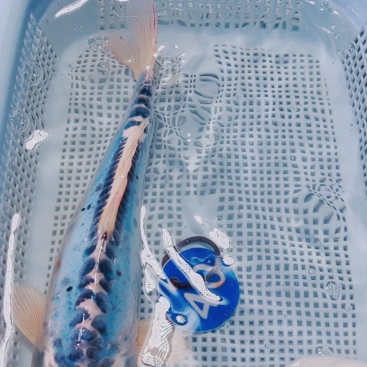 海水鱼锦鲤观赏鱼40