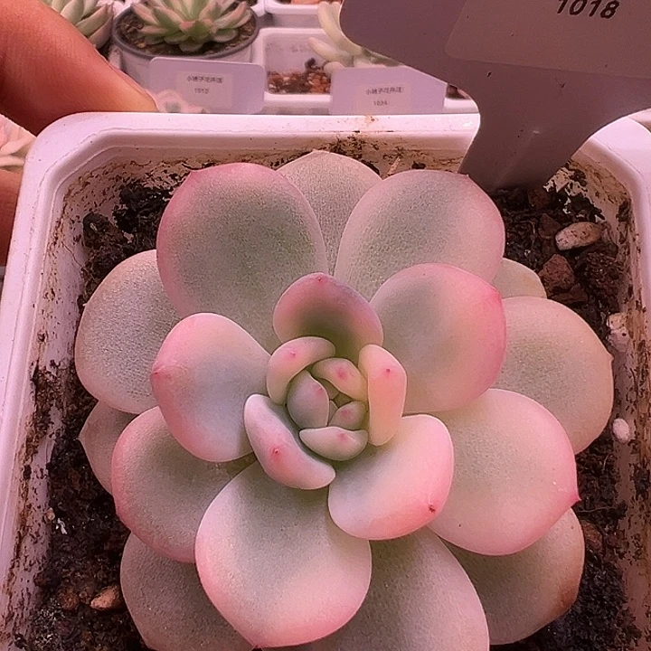 1018号橙梦露锦多肉