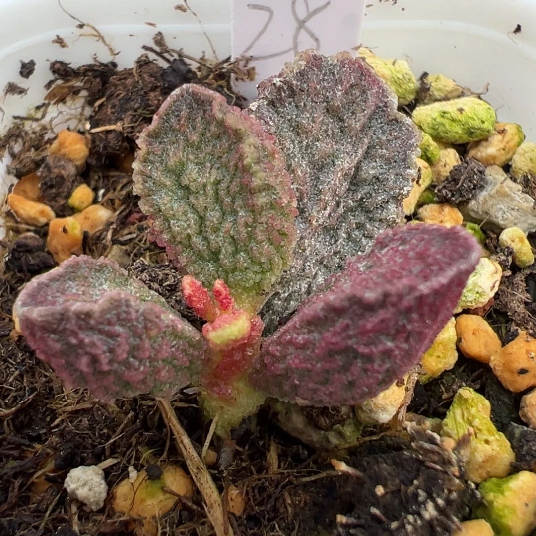 紫色熔岩纹实生大苗