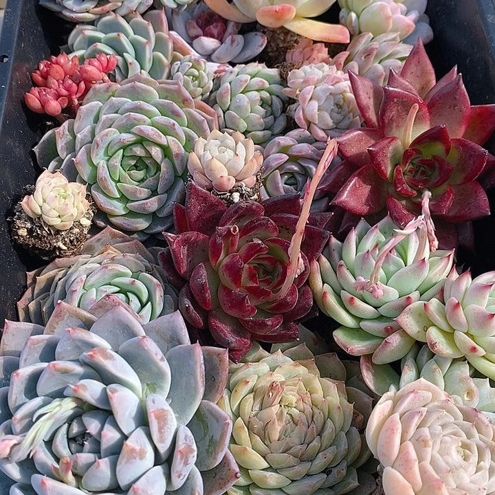 243 多肉植物盆栽花卉植物