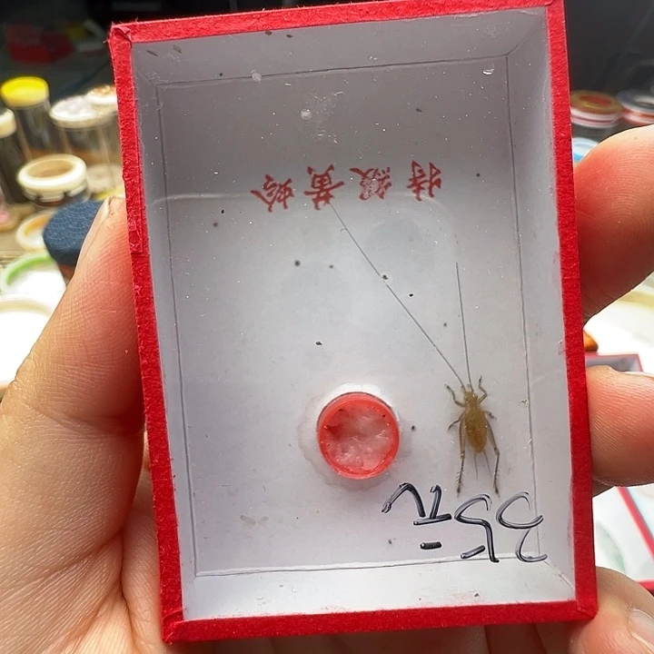 断须大黄一只……7895