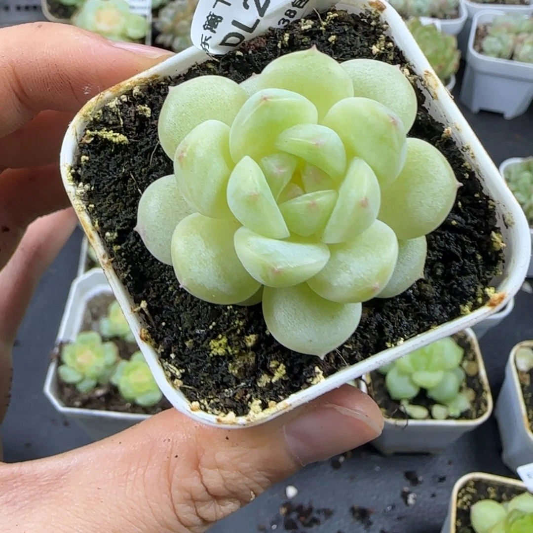 24东篱下多肉植物哈哈哈哈