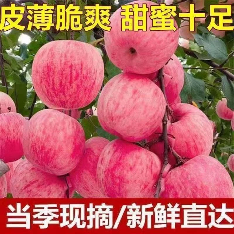 正宗山西运城红富士苹果新鲜采摘口感脆爽细腻