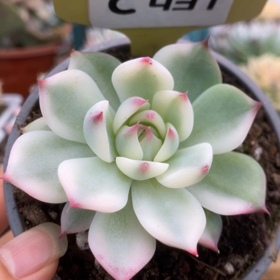 431锦锦锦锦锦锦锦锦锦锦