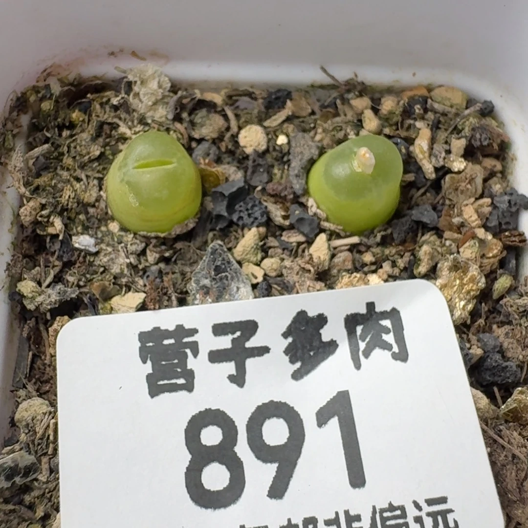 带盆土