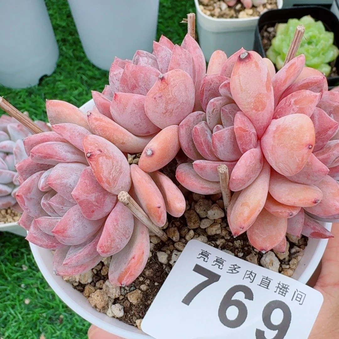 树桩星影            精美多肉植物
