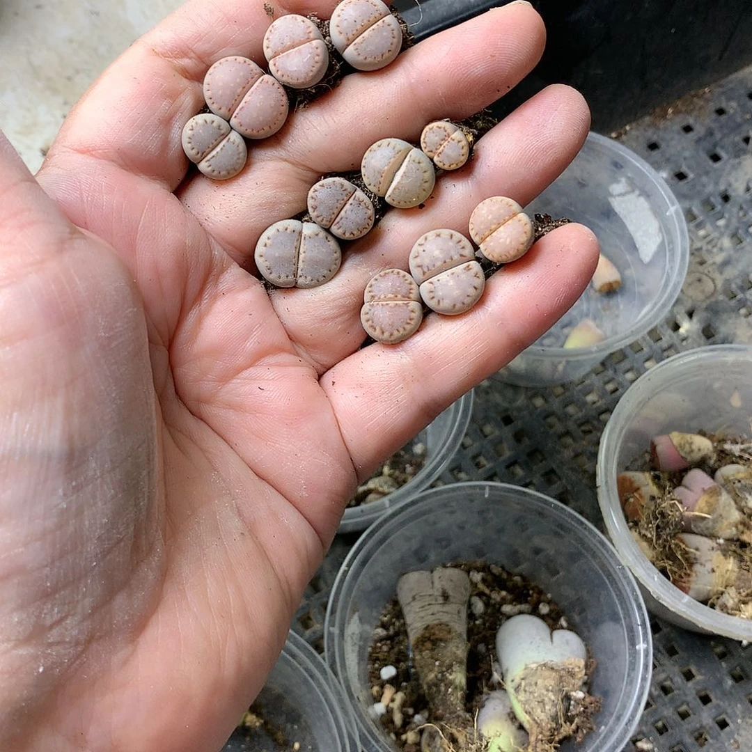 格**者M355多肉植物保护研究所