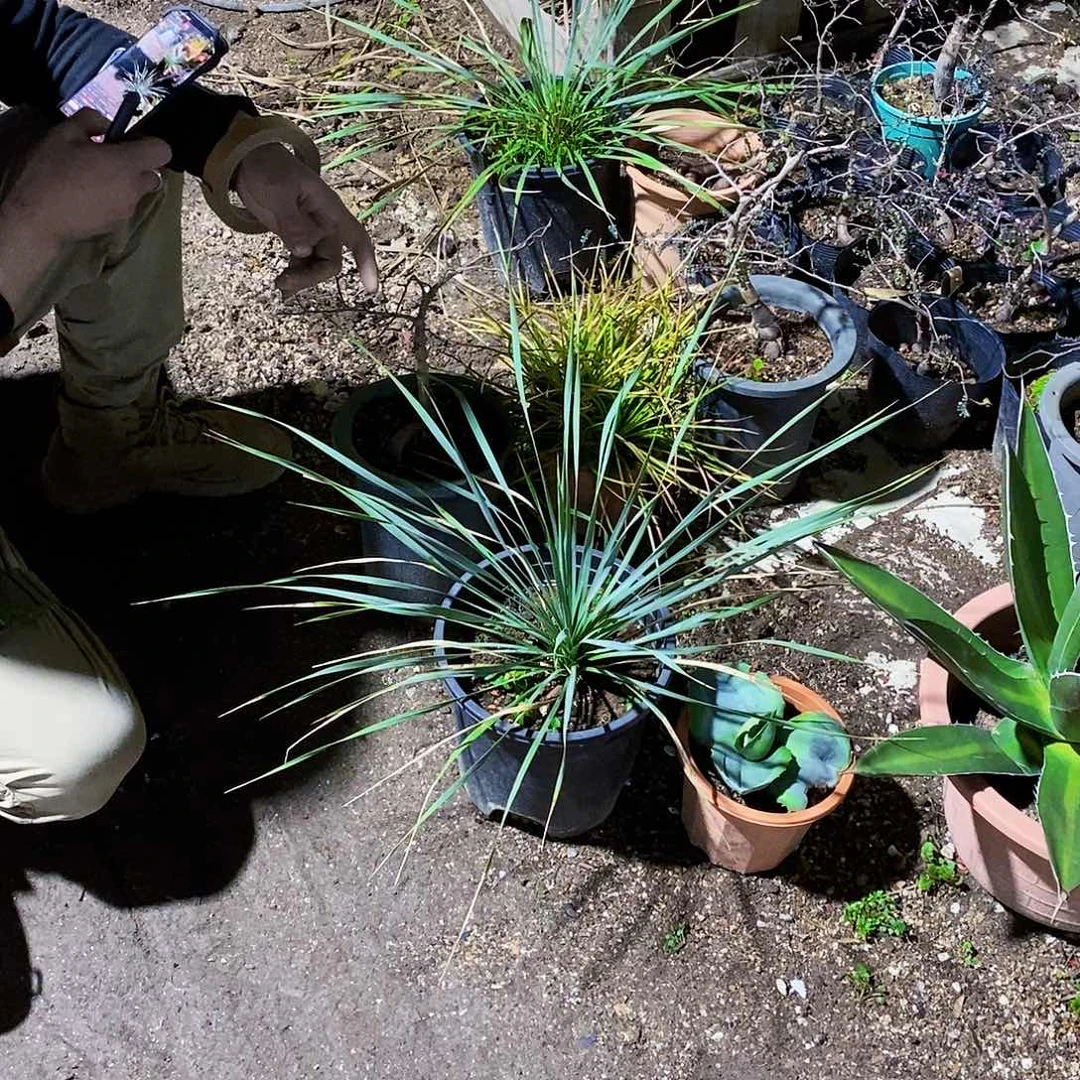 A**d稻草人一颗1111118385