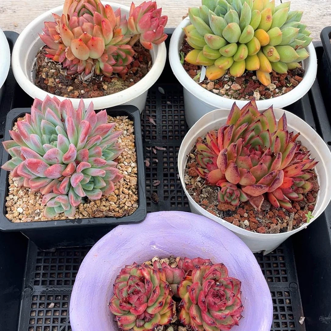 多肉植物一物一拍