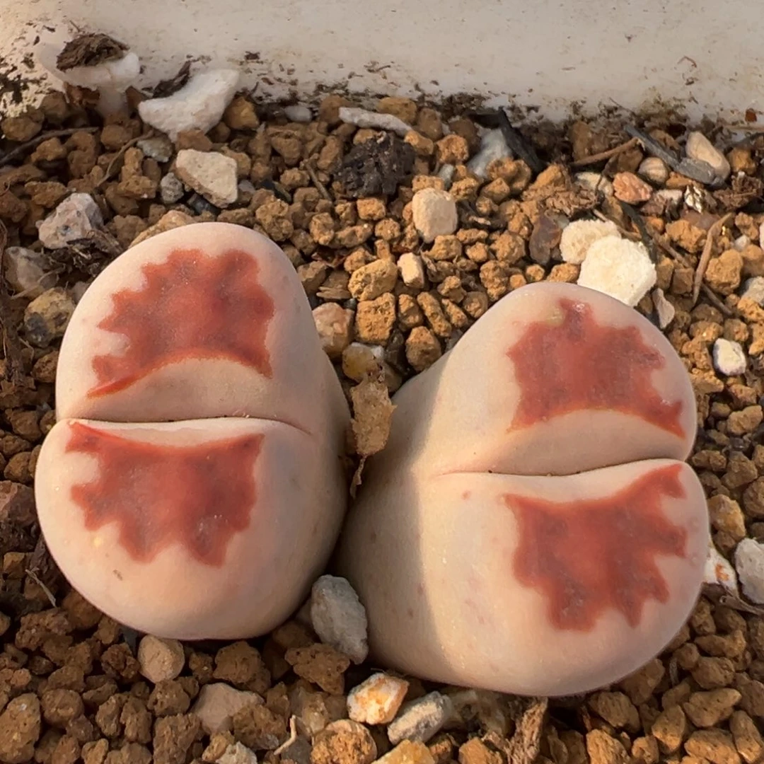 78多肉植物百科知识