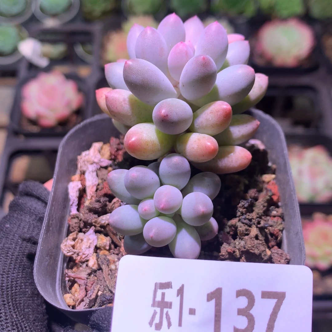 乐然 1-137 婴儿手指