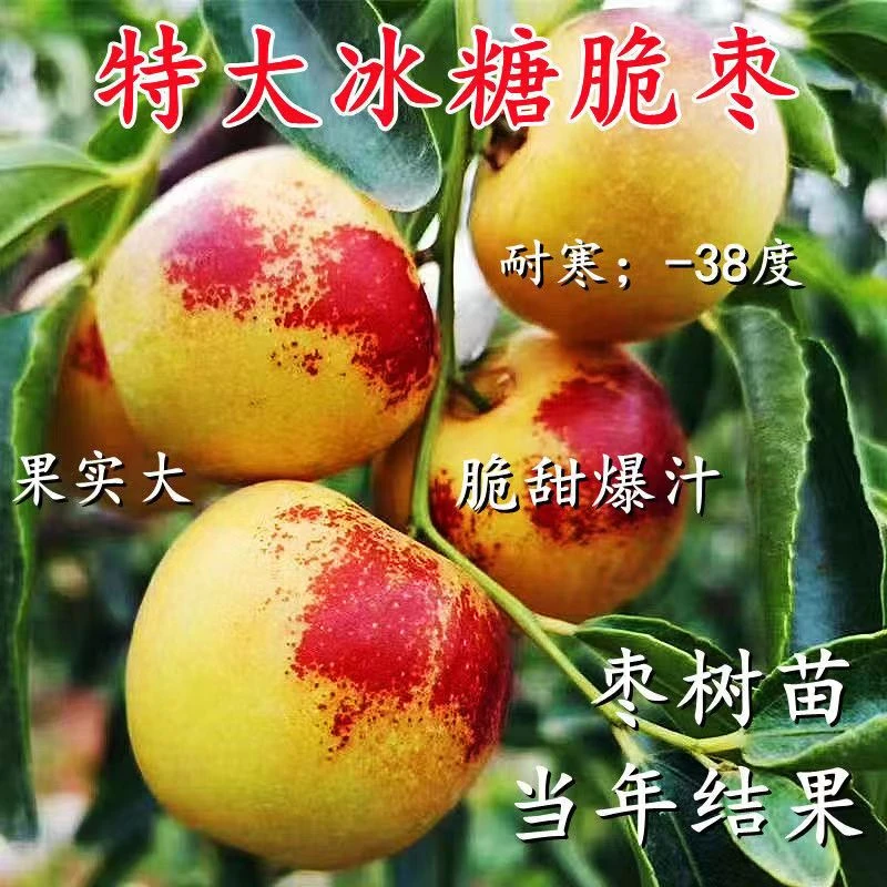 正宗嫁接优质冰糖大脆枣沾化冬枣树苗+潘枣树苗水果树苗当年结果