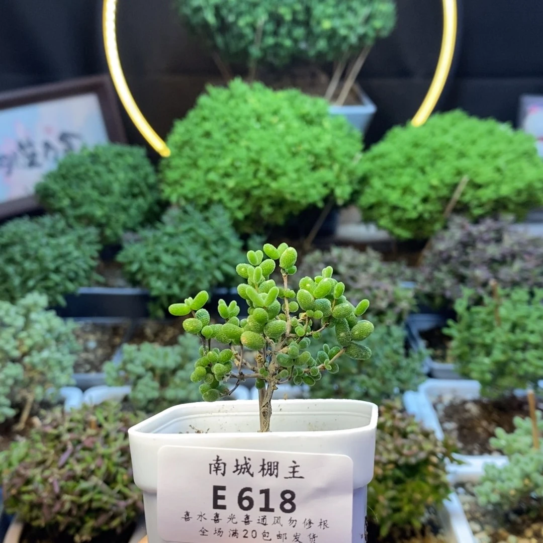 618蜜橘糖球枝干