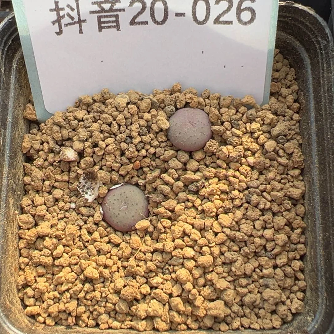 20-26爱心拳拳多肉植物